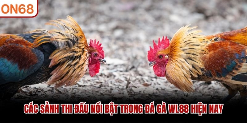 Các sảnh thi đấu nổi bật trong đá gà WL88 hiện nay đá gà wl88