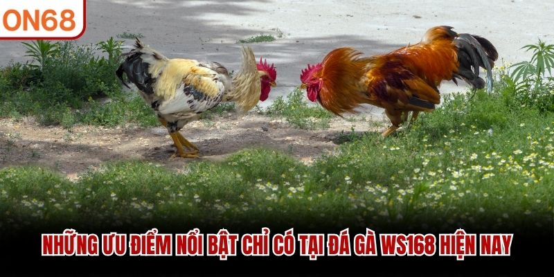 Những ưu điểm nổi bật chỉ có tại đá gà WS168 hiện nay đá gà ws168